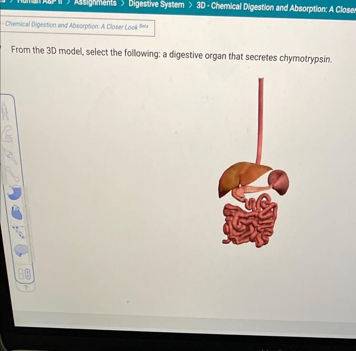 Solved uman A&PI > Assignments > Digestive System > 3D - | Chegg.com