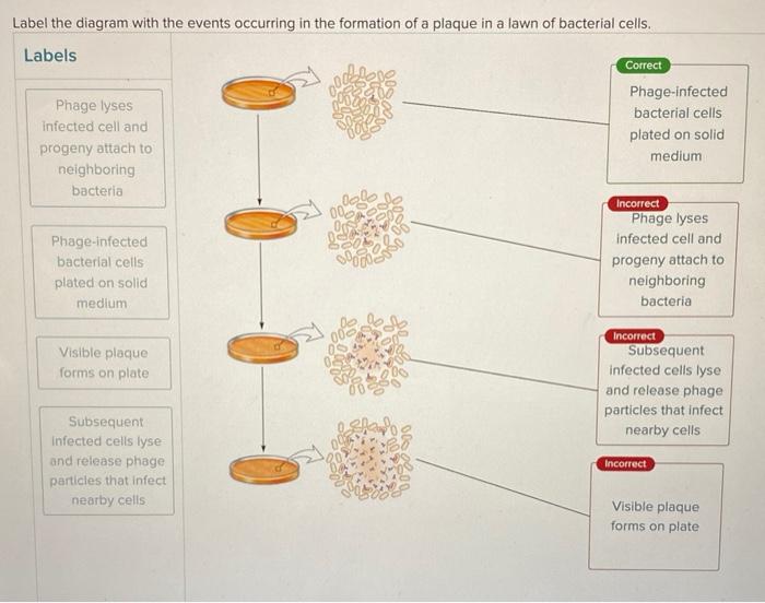 Solved Label the diagram with the events occurring in the