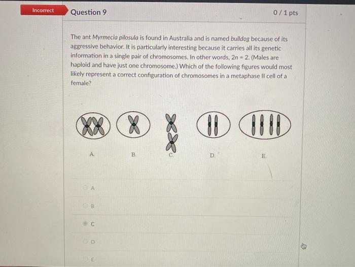 Solved Incorrect Question 3 0/1 pts Which of the following | Chegg.com
