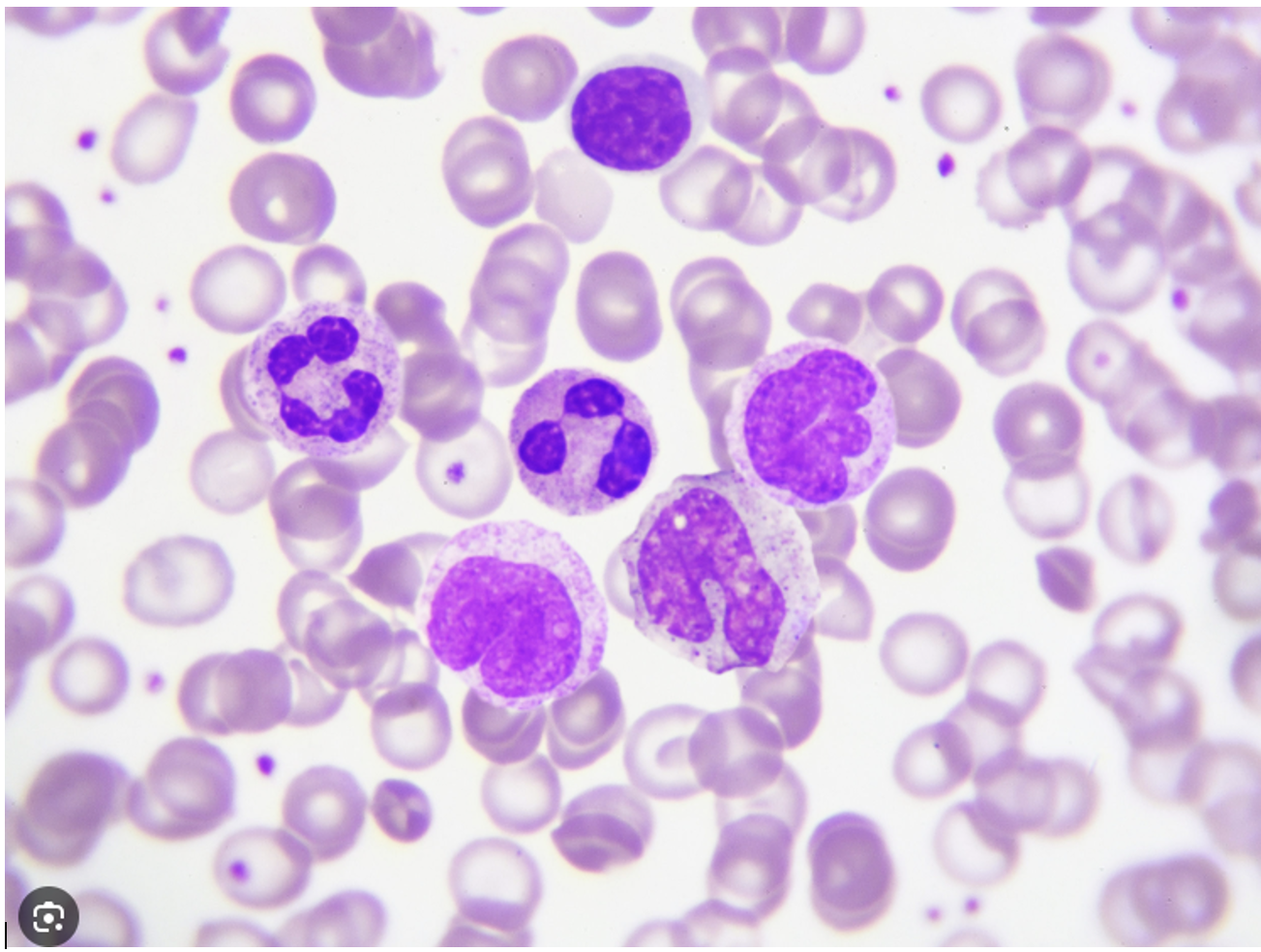 Solved Label the following image with the following: RBC, | Chegg.com