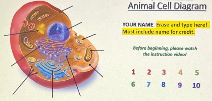 Solved Animal Cell Diagram ಉ. YOUR NAME: Erase and type 