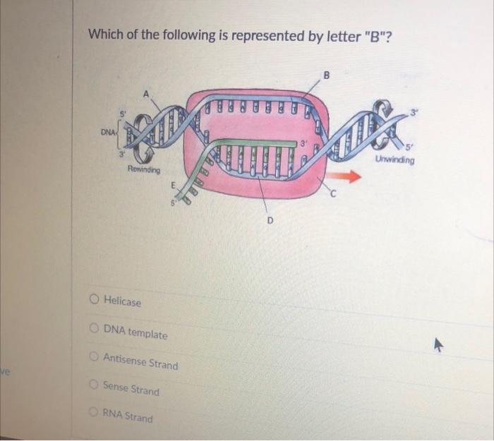 Solved Which Of The Following Is Represented By Letter "B"? | Chegg.com