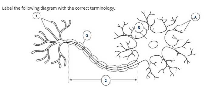 Solved Label the following diagram with the correct | Chegg.com