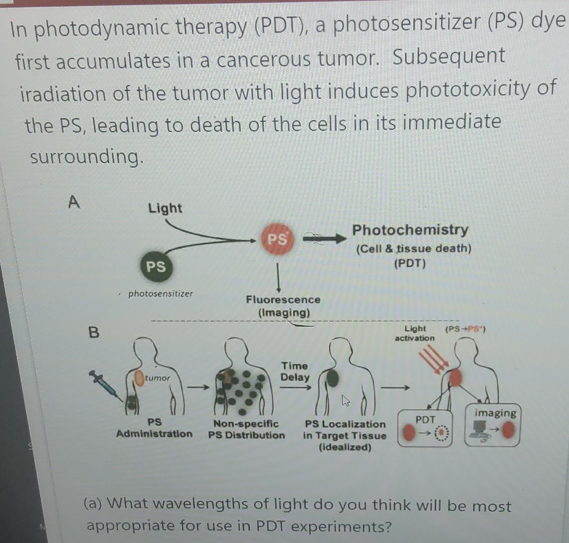 Solved In photodynamic therapy (PDT), a photosensitizer (PS) | Chegg.com