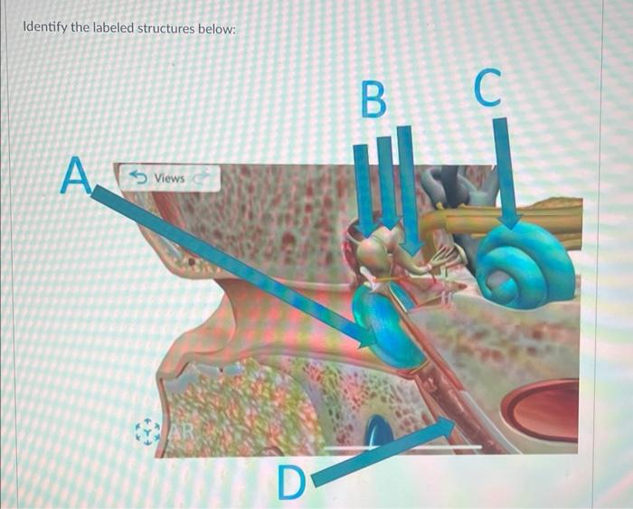 Solved Identify the labeled structures below: | Chegg.com