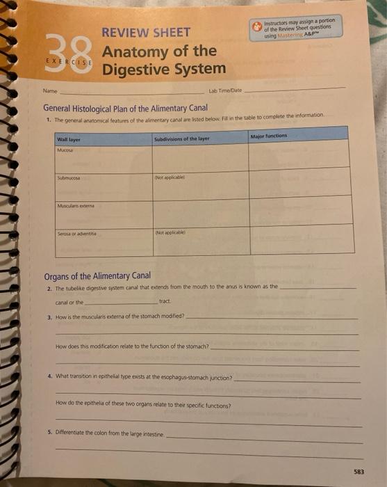 exercise 38 anatomy of the digestive system