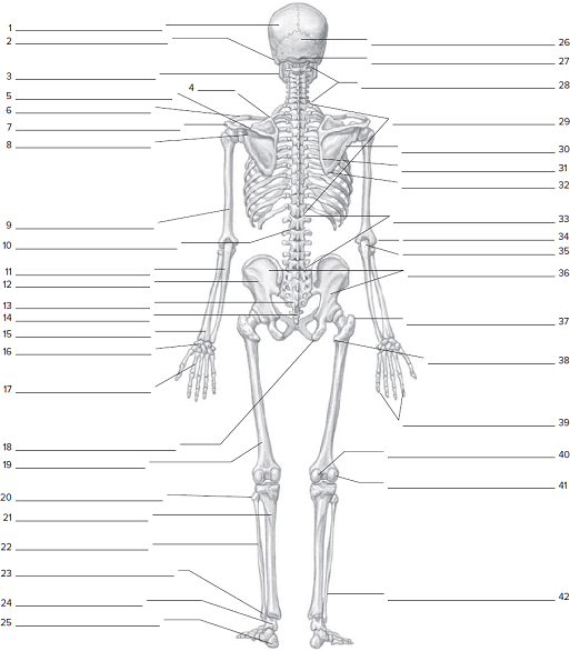 Posterior skeletal worksheetOn the posterior skeletal w... | Chegg.com