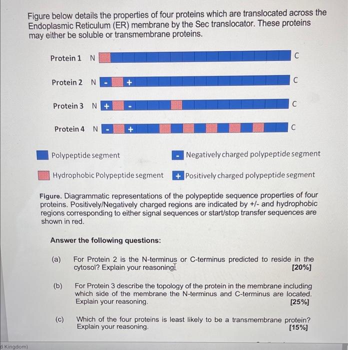 Solved Figure below details the properties of four proteins | Chegg.com
