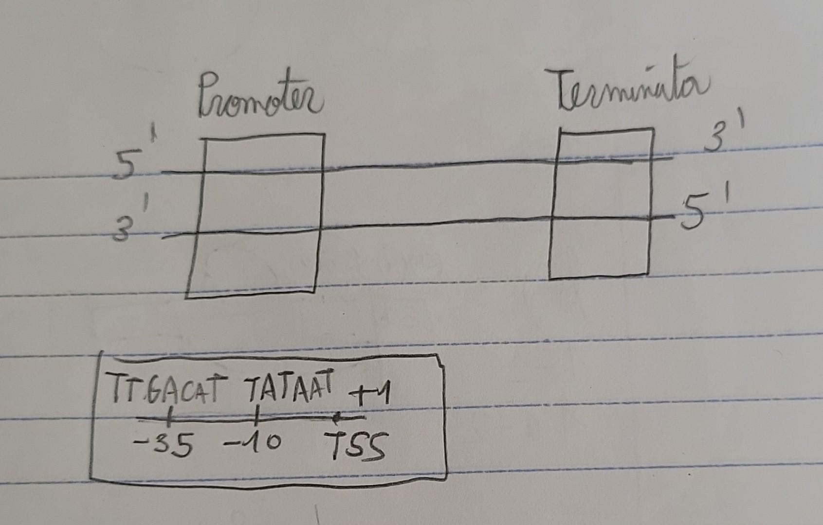 Solved What would go inside the terminator region? Would it | Chegg.com