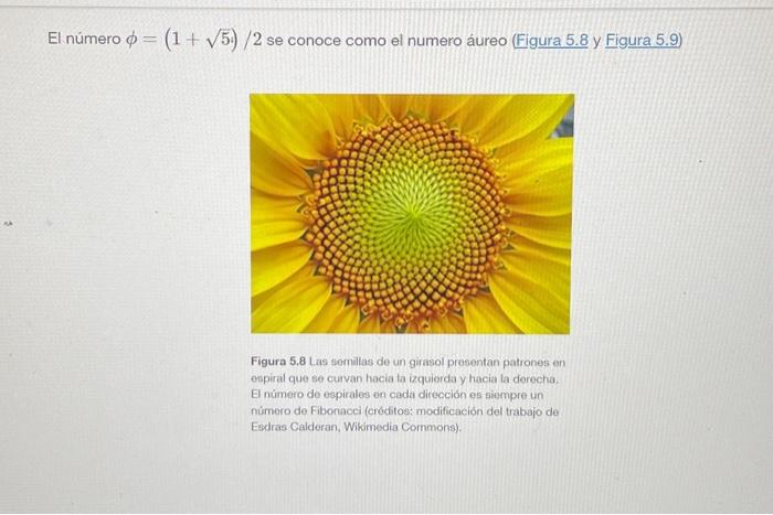 El número \( \phi=(1+\sqrt{5}) / 2 \) se conoce como el numero áureo (Figura 5.8 y Figura 5.9) Figura 5.8 Las semillas de un