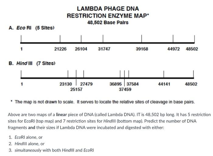 Solved LAMBDA PHAGE DNA RESTRICTION ENZYME MAP 48,502 Base