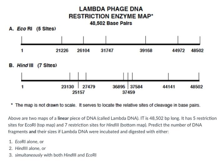 Solved LAMBDA PHAGE DNA RESTRICTION ENZYME MAP 48 502 Base Chegg Com   Image