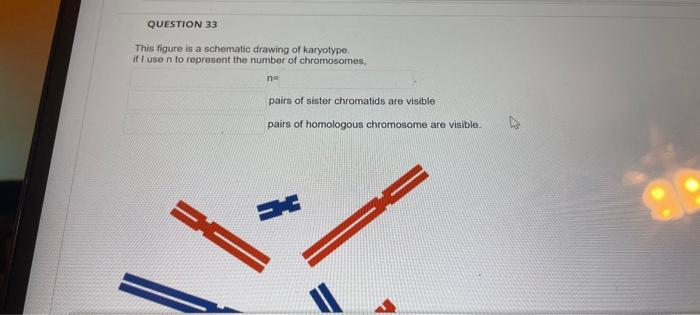 [Solved]: This figure is a schematic drawing of karyotype.