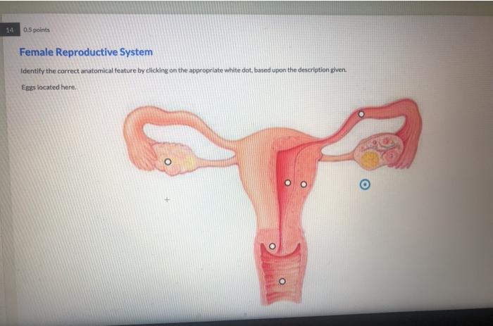 Solved 05 Points Female Reproductive System Identify The 