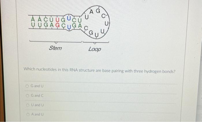 Solved Which nucleotides in this RNA structure are base | Chegg.com