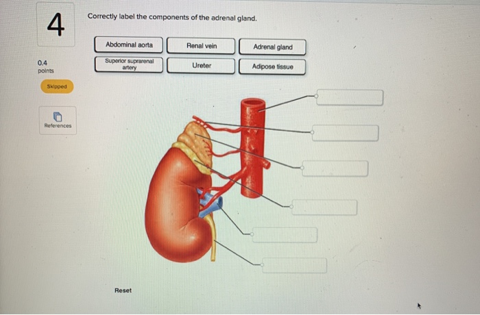 adrenal system