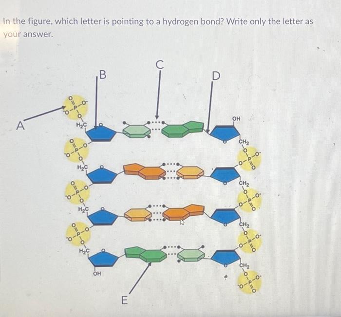 Solved In the figure, which letter is pointing to a hydrogen | Chegg.com