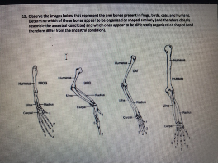 Solved 12. Observe the images below that represent the arm
