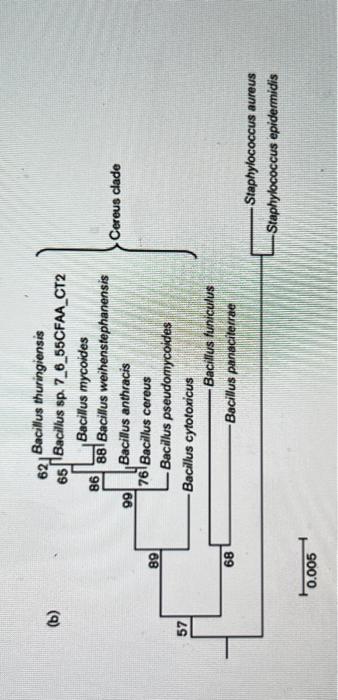 Solved Consider The Two Phylogenetic Trees Below. The Tree | Chegg.com