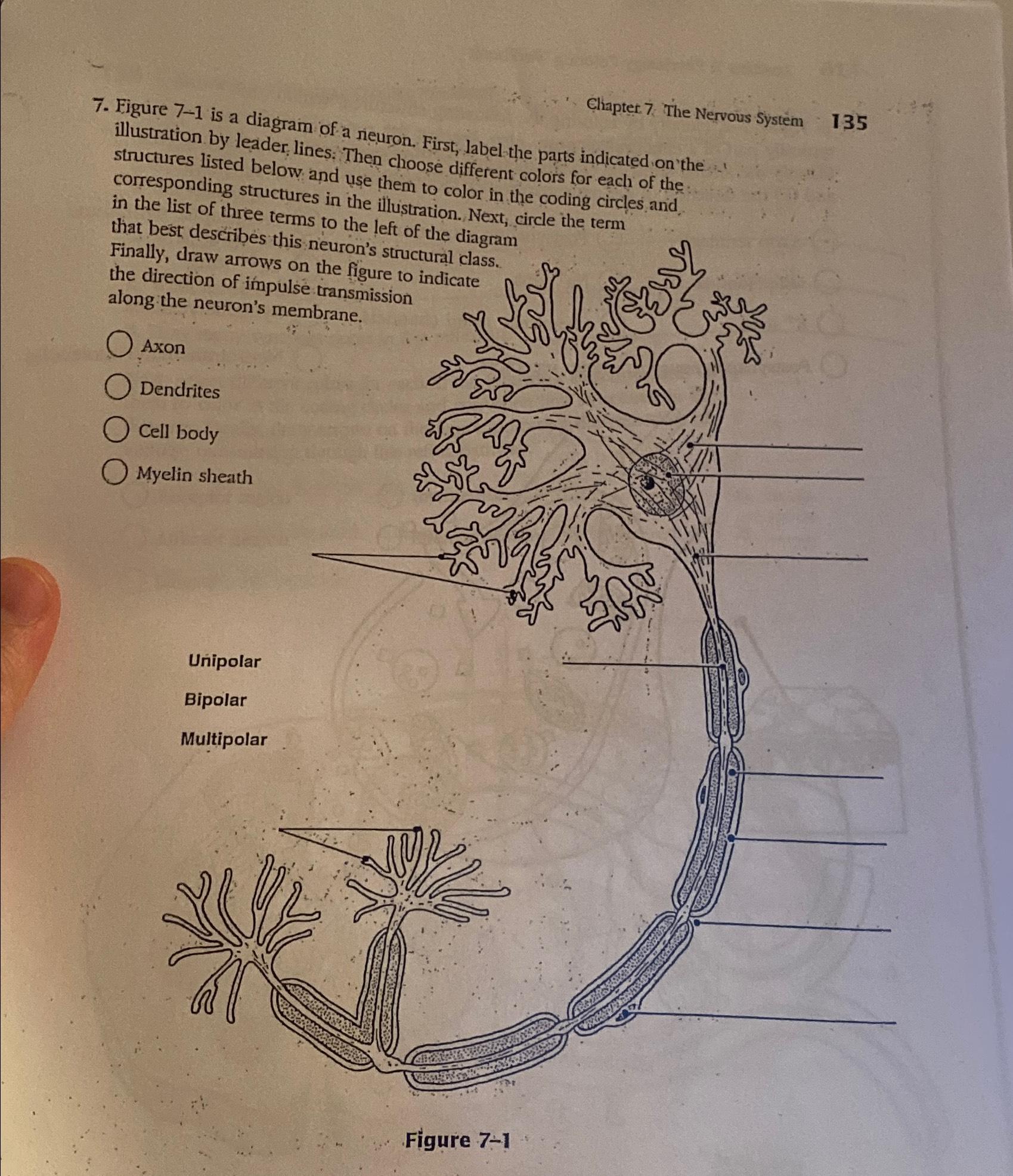 Chapter 7. ﻿the Nervous System1357. ﻿figure 7-1 ﻿is A 