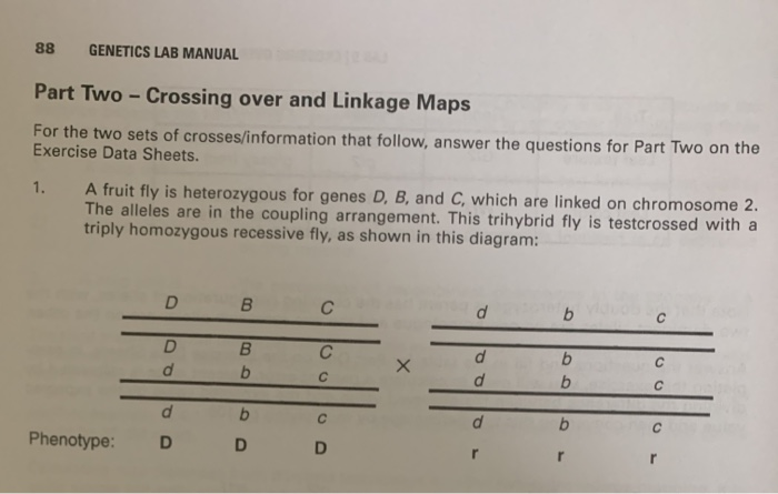 Solved 88 GENETICS LAB MANUAL Part Two - Crossing Over And | Chegg.com