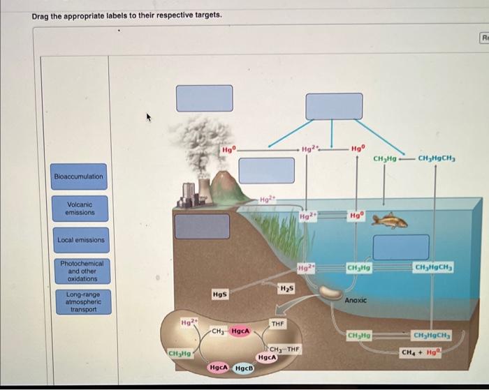 Solved Drag the appropriate labels to their respective | Chegg.com