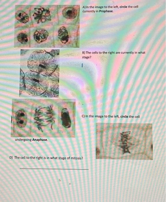 Solved A) In the image to the left, circle the cell | Chegg.com