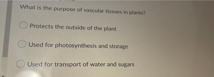 What Is The Purpose Of Ground Tissue