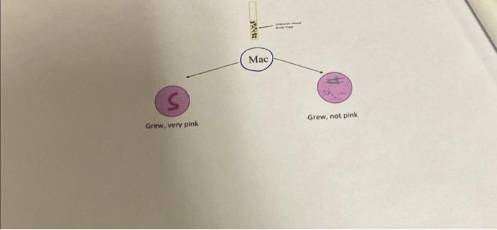 Solved build a gram negative dichotomous key ? | Chegg.com