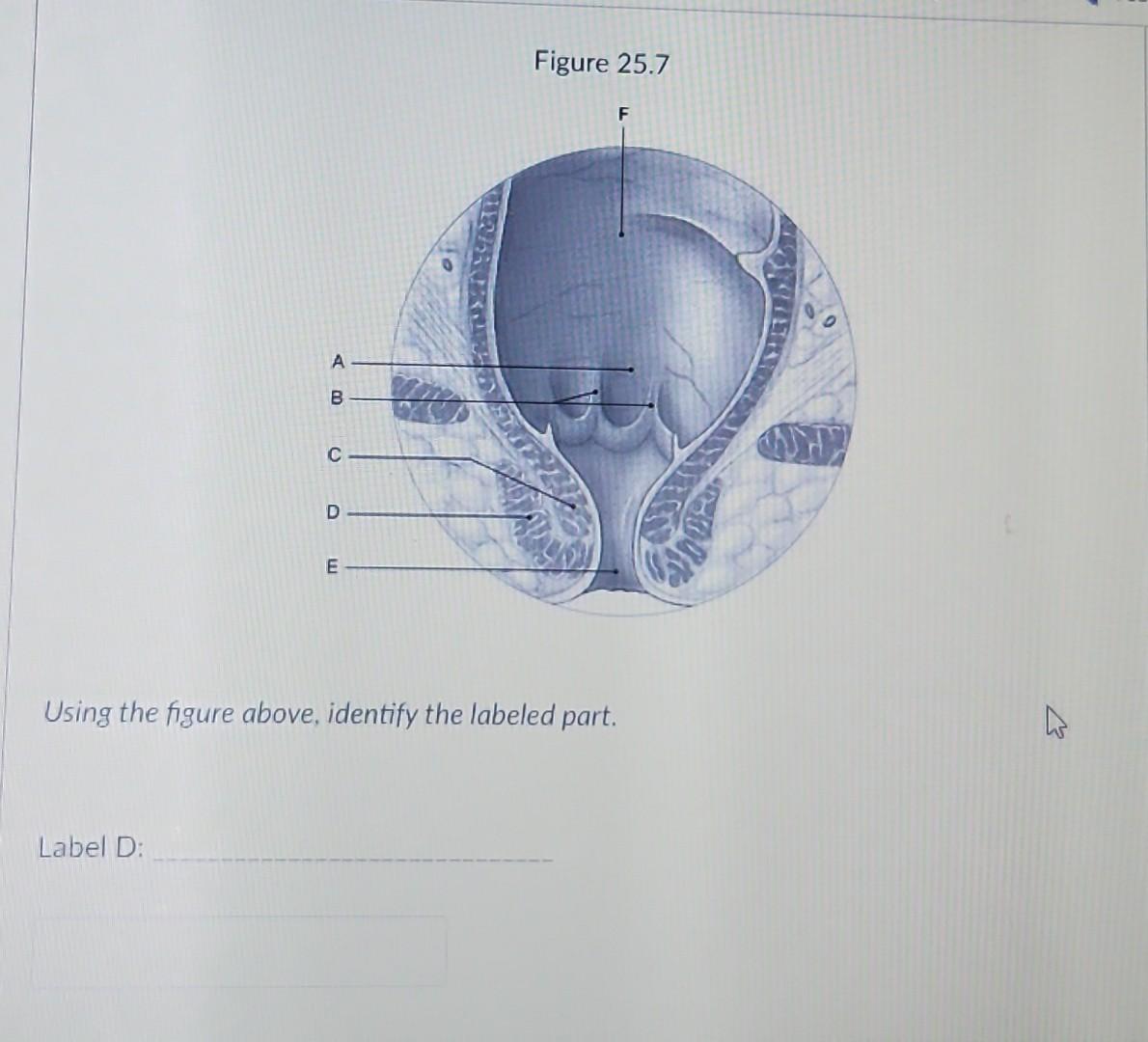 Solved Figure 25.7 Using the figure above, identify the | Chegg.com