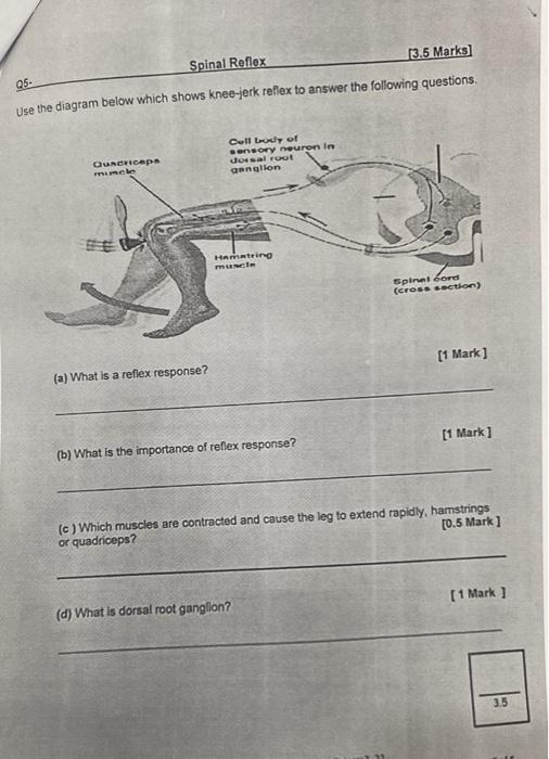 Solved 13.5 Marks) Spinal Reflex 05. Use the diagram below | Chegg.com