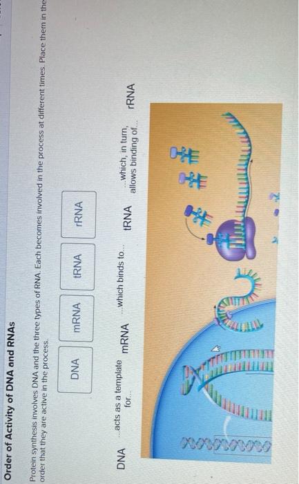 Solved Order of Activity of DNA and RNAS Protein synthesis | Chegg.com