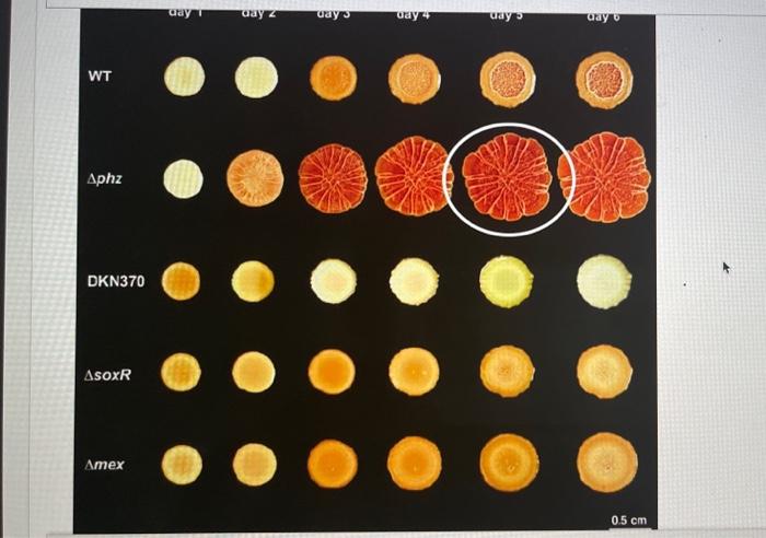 Solved View the image below of Pseudomonas aeruginosa | Chegg.com