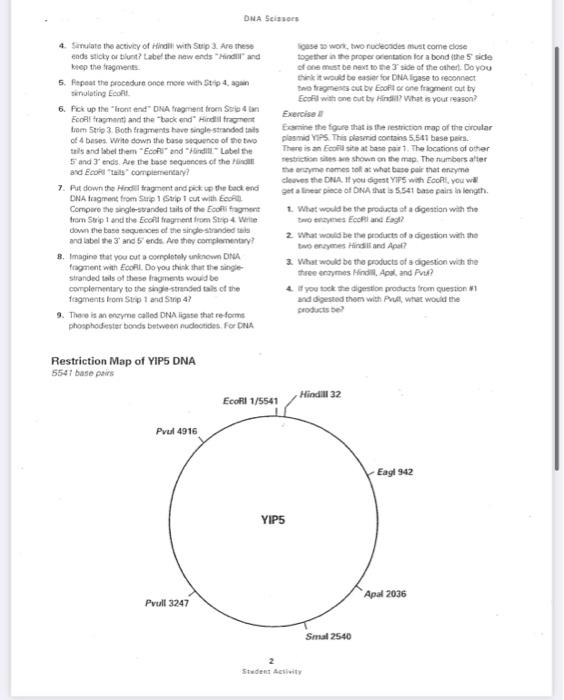 DNA SCIDOS DNA Scissors Introduction to Restriction