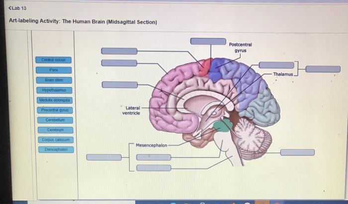 midsagittal section of the brain labeled