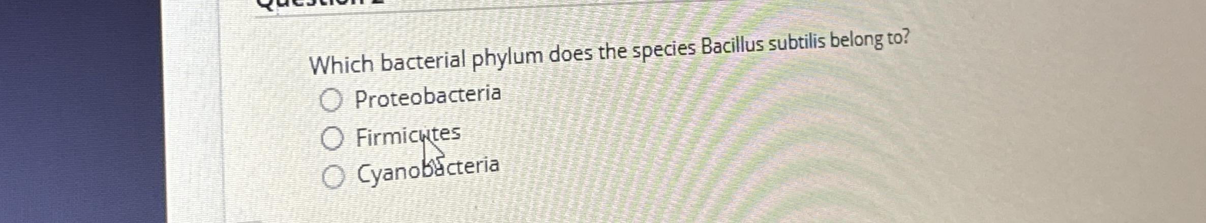 Solved Which bacterial phylum does the species Bacillus | Chegg.com
