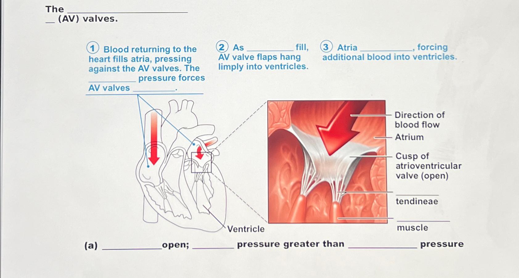 Solved The(AV) ﻿valves.(1) ﻿Blood returning to the heart | Chegg.com
