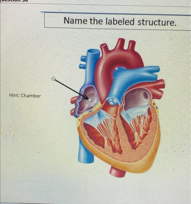 Solved Name the labeled structure. Hint: Chamber | Chegg.com