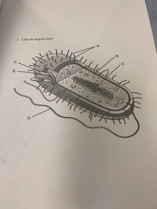 Solved 3. Label the diagram below T m a 160: . . | Chegg.com