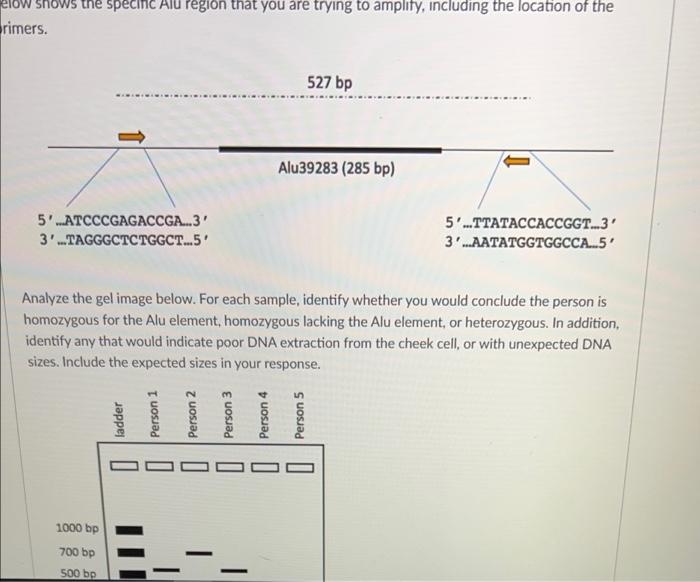 Solved shows the specinc Alu region that you are trying to | Chegg.com
