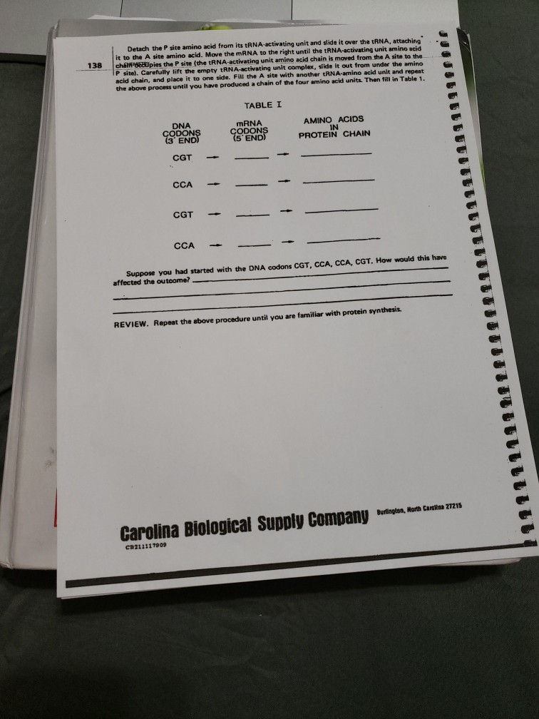 Protein synthesis practice answers image
