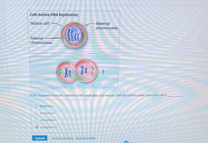 If the top panel shows the cell before DNA | Chegg.com