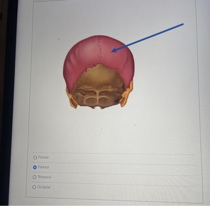 Frontal
Panietal
Temporal
Occipital