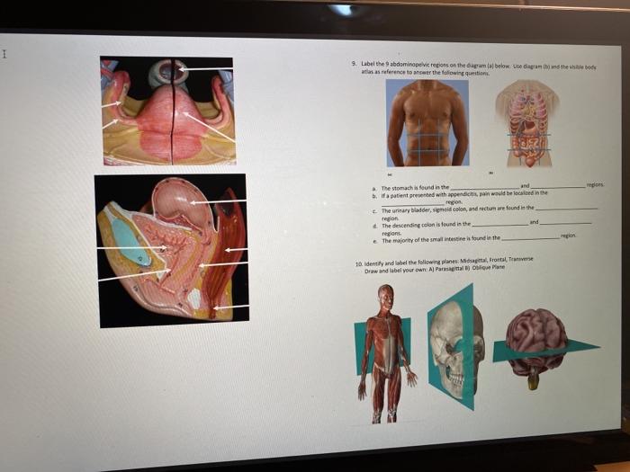 Anatomical Position and Planes, Human Anatomy and Physiology Lab (BSB 141)