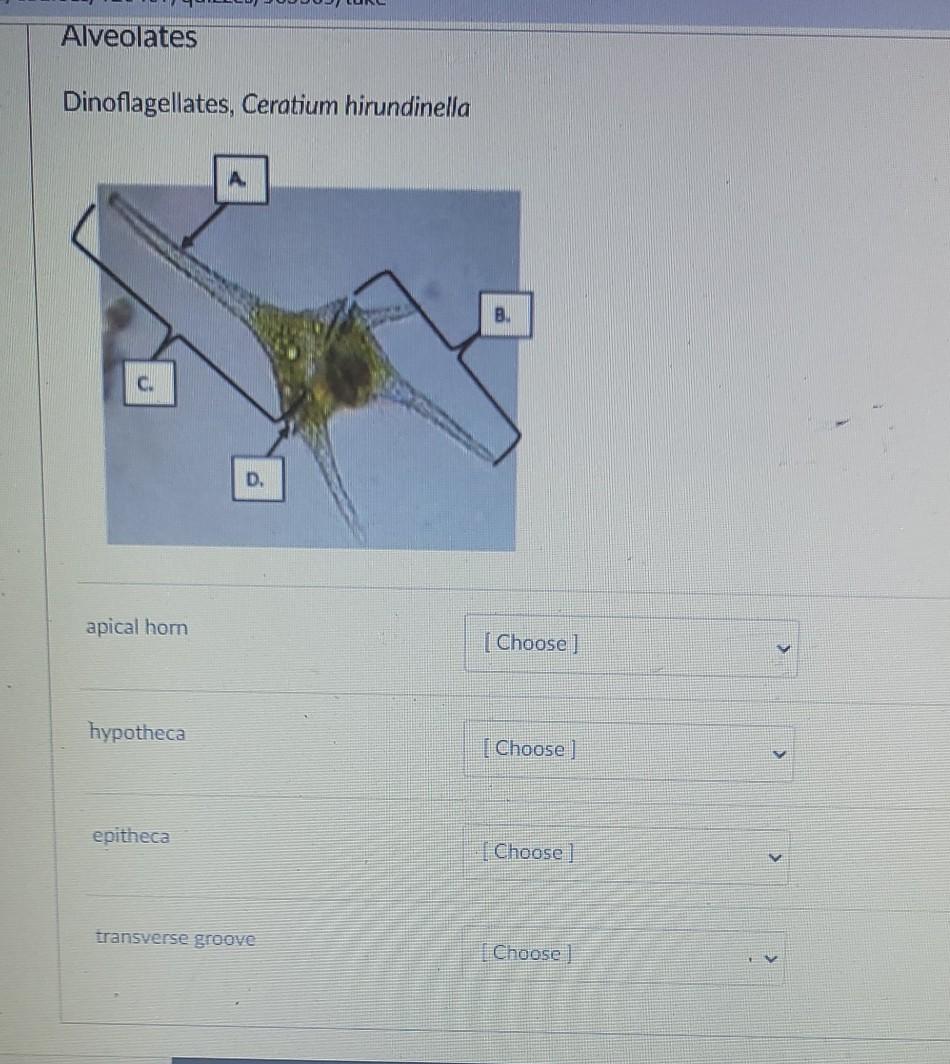 Biology 2e, Biological Diversity, Protists, Groups of Protists | OpenEd CUNY, image size:950x1064