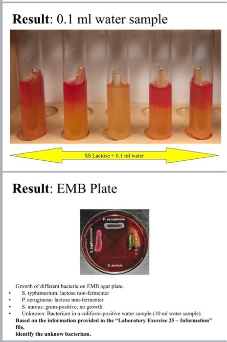 Result: \( 0.1 \mathrm{ml} \) water sample
Result: EMB Plate
Growth of different bacteria on EMB agar plate.
S. typhimurium: