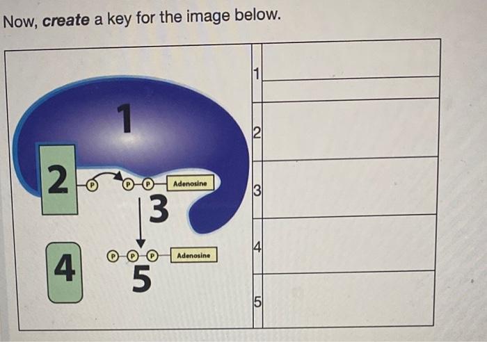 Solved Create a key to the diagram of ATP below: Complete | Chegg.com