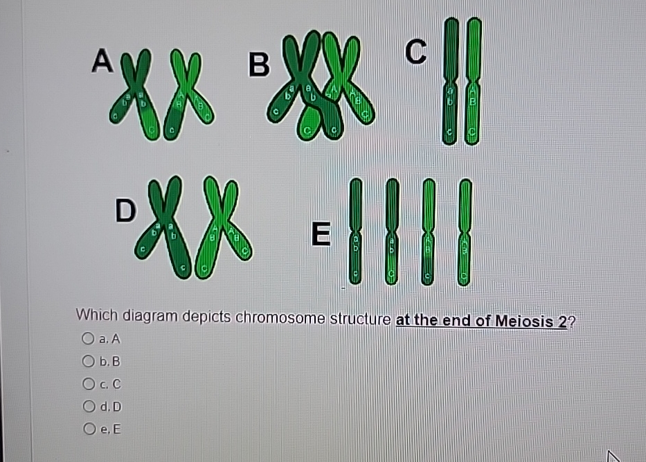 Solved Which diagram depicts chromosome structure at the end | Chegg.com