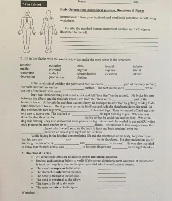 Name Date Worksheet Body Orientation Anatomical Chegg Com