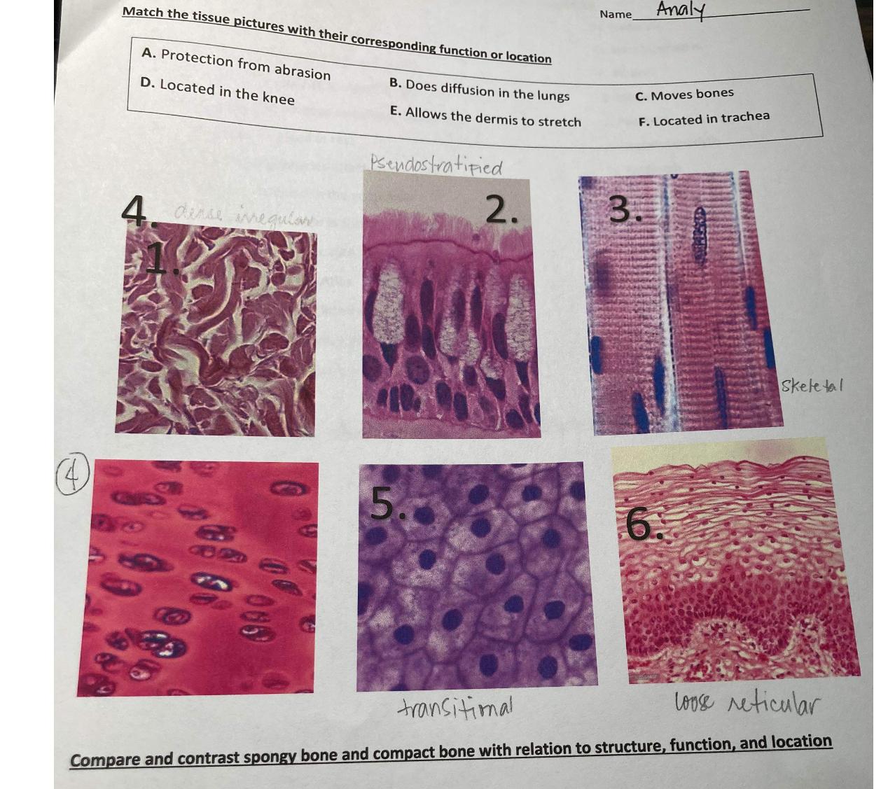 Solved Match the tissue pictures with their corresponding | Chegg.com